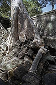 Ta Prohm temple - silk-cotton trees rising over the ruins